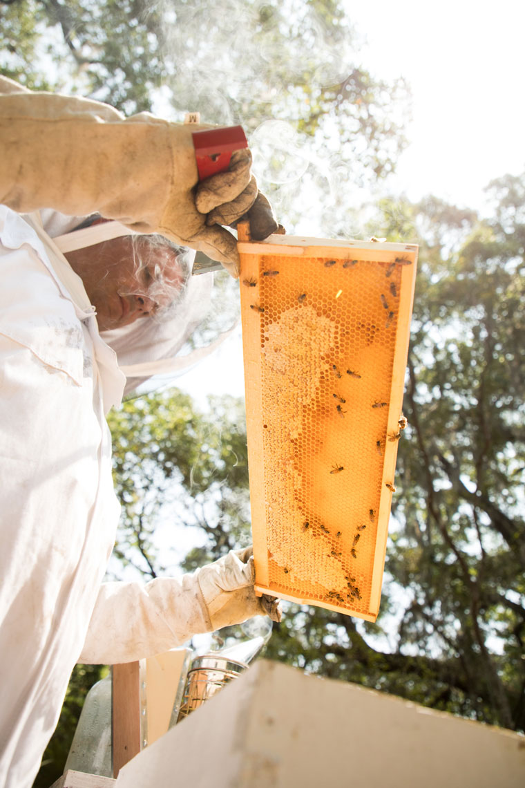 OmniSocial_Bees_0075_web