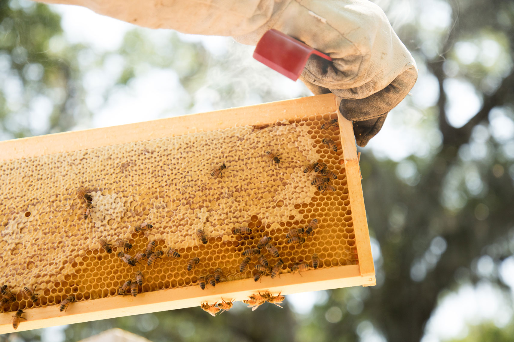 OmniSocial_Bees_0084_web